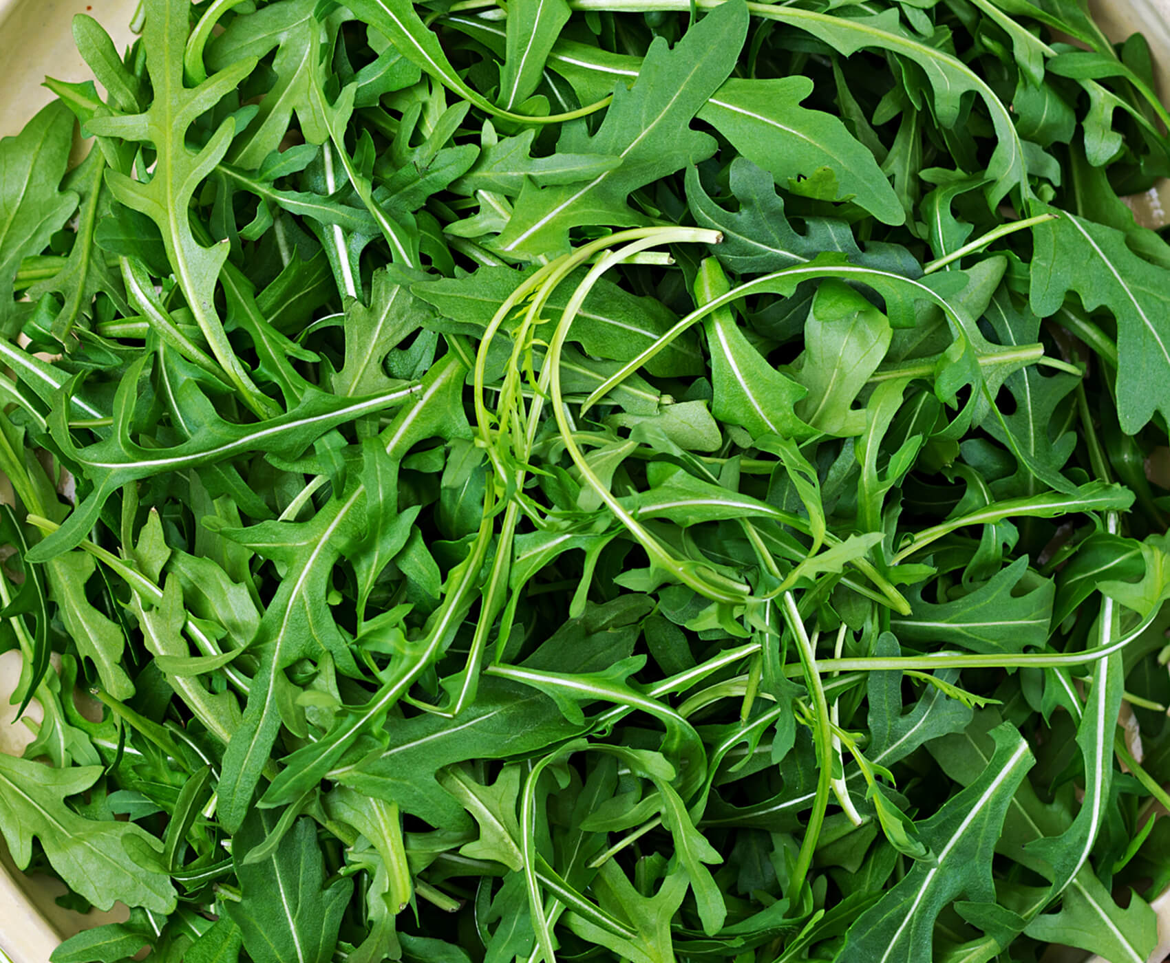 Rucola